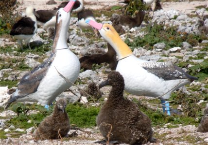 Fish and Wildlife Service biologists used these short-tailed albatross decoys to help attract some of the critically endangered birds to Midway Atoll. The chick on the left is a Laysan albatross. The photo