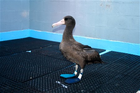 An extremely rare short-tailed albatross found by two fishermen in Neah Bay, Wash., has passed away after a tremendous effort to save the bird. The remarkable bird, however, will leave a legacy throug photo