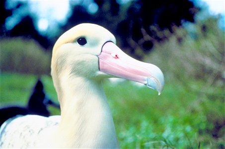 Short-tailed albatross. Originally uploaded to English Wikipedia by en:User:Jimfbleak.