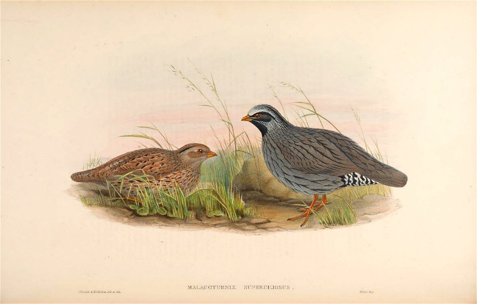 Malacoturnix superciliosus = Ophrysia superciliosa[1]