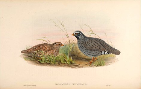 Malacoturnix superciliosus = Ophrysia superciliosa[1]
