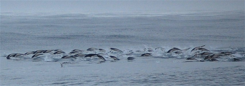 Southern right whale dolphins. photo