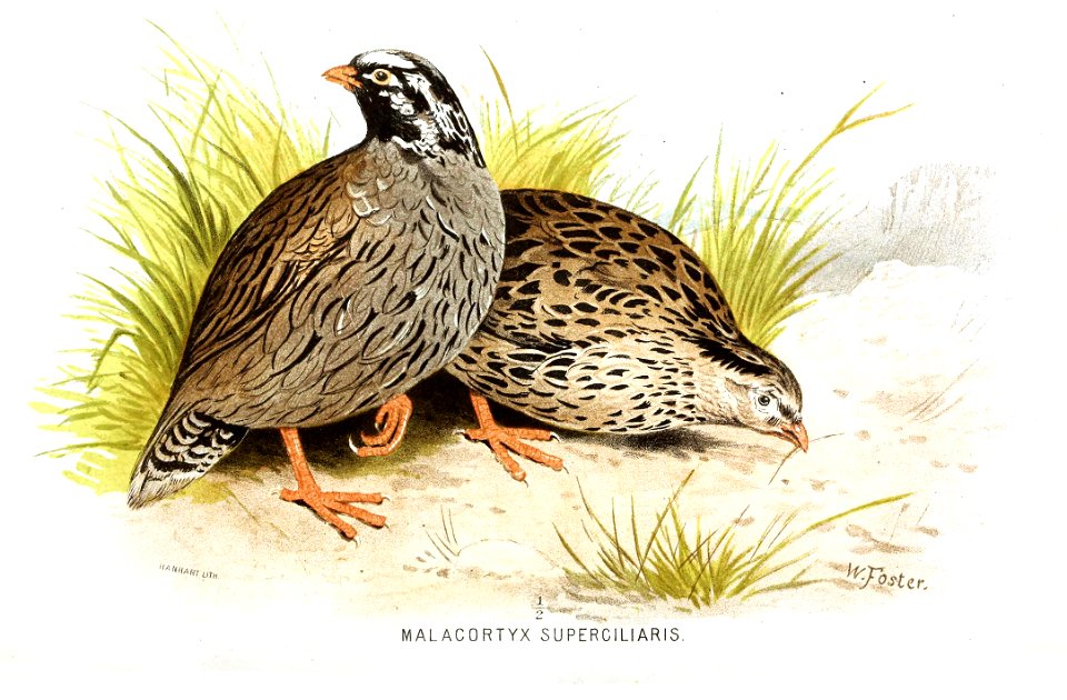 Painting of Mountain Quail Ophrysia superciliosa
Hume and Marshall, Game birds of India, Burmah and Ceylon. 1880 Volume 2.

 איור של שליו ההימלאיה Ophrysia superciliosa