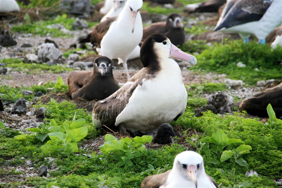 For the second time on record, a Short-tailed albatross chick has hatched outside of Japan. Midway Atoll National Wildlife Refuge welcomed the new chick on Jan. 12, 2012, within hours of a visit by D photo