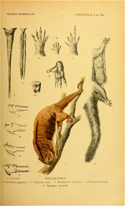 GENERA MAMMALIUM 
MARSUPIALIA. Lám. XII. 
p/)?.'á 
■.ftv., 
^a--i 
A. Cabrera p¡nx. PH ALANGERID/Í 
1. Acrobates pygmEeus. — 2. Dromicia nana. — 3. Dactylopsüa trivirgata. — 4. Petaurus breviceps. 

5