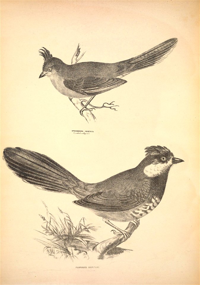 SPHENOSTOMA CRISTATA 
Cj-est6.ji we3.5s "till 

psoPHOCES grepitan;.