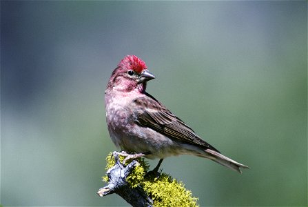 Cassin's Finch (Carpodacus cassinii), photographed in Deschutes National Forest photo