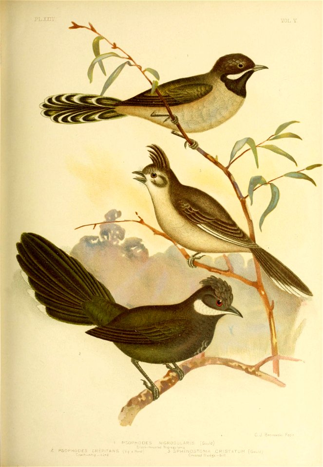 . G . J . Bpoinowski Feor 
I PSOPHODES N IGROG U LA R I S (Gould) 
Black-Vhpoared N i^rofJc I a r. i s 
2 PSOPHODES CREPITANS (Vif * Horsf) .3 SPHENOSTOMA C R I STATU M (Gould) 

Coach-whip _ b ir»d C