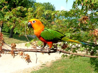 Jenday Conure or Jandaya Parakeet in a tree. photo