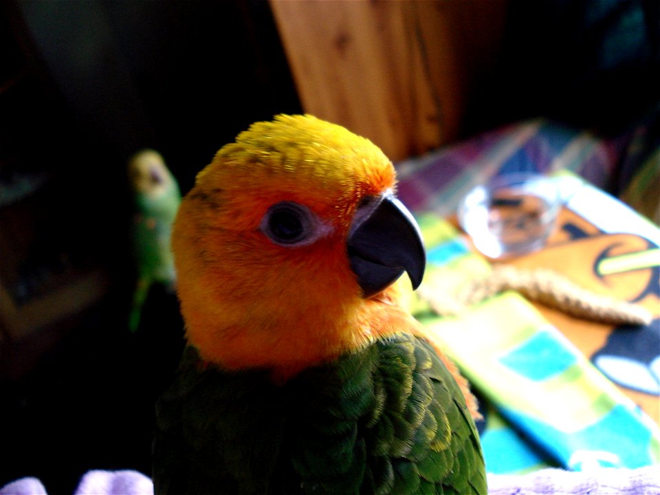 Jenday Conure from Brazil.