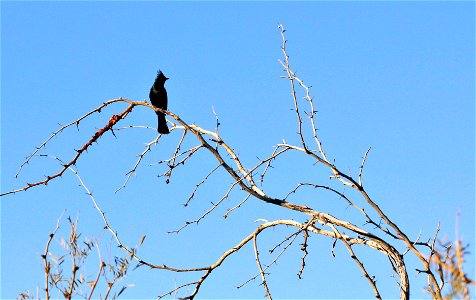 Birds in Joshua Tree National Park: Phainopepla (Phainopepla nitens) photo