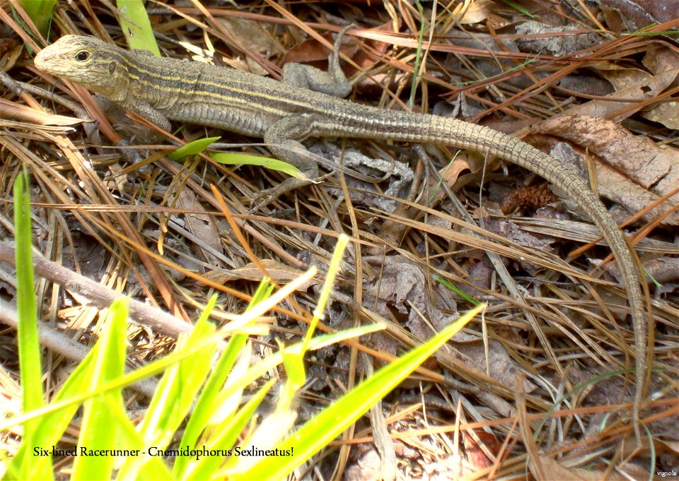 Six-lined RaceRunner Cnemidophorus Sexlineatus