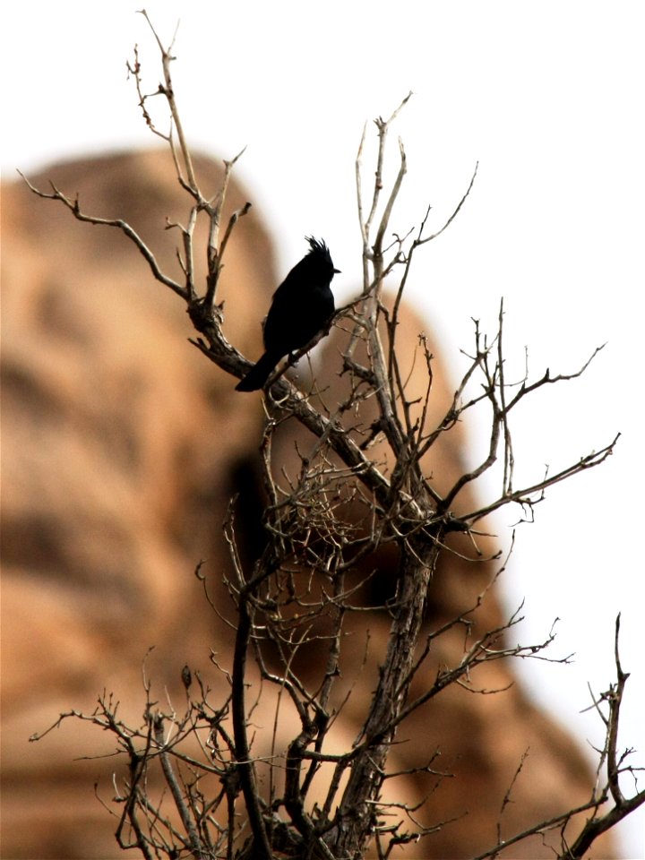 Birds in Joshua Tree National Park: Phainopepla (Phainopepla nitens)