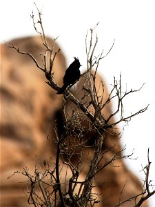 Birds in Joshua Tree National Park: Phainopepla (Phainopepla nitens) photo