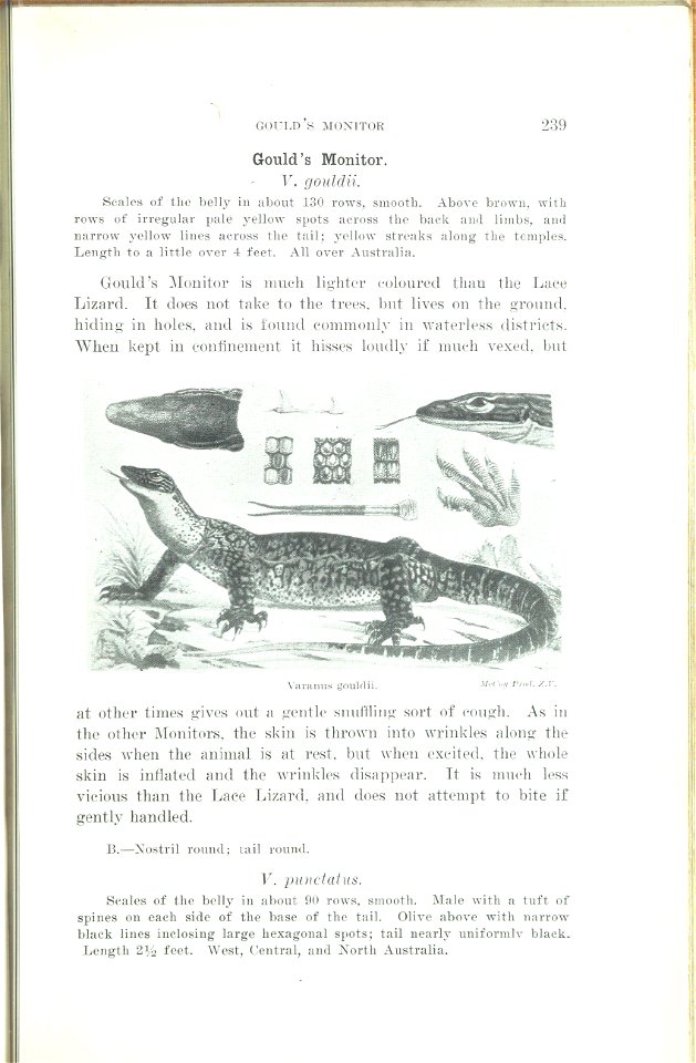 The animals of Australia : animals, reptiles and amphibians /