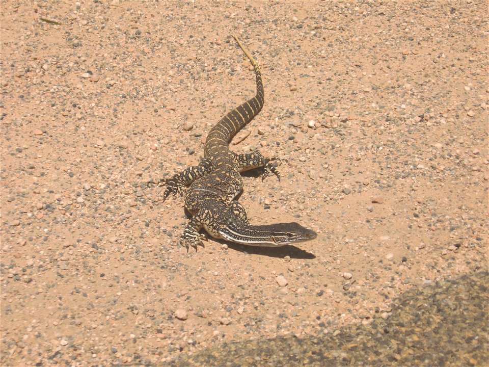 Unknown monitor lizard in Murray-Sunset National Park in Victoria. Inconclusively identified as a sand goanna (Varanus gouldii).