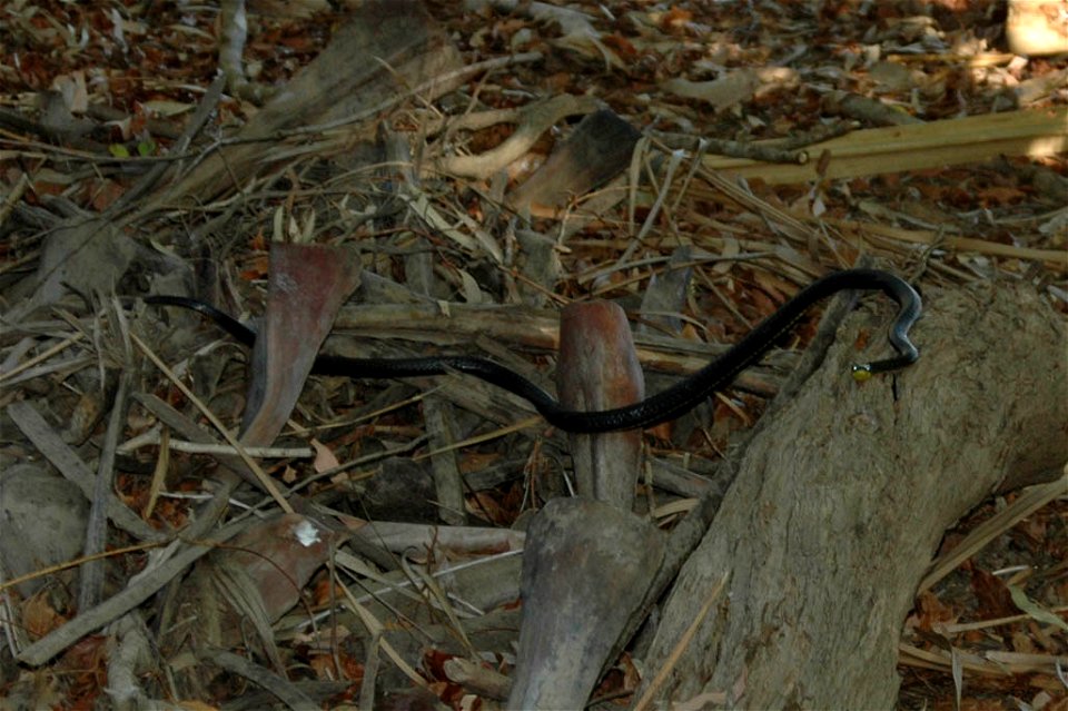 Dendrelaphis punctulata, the common tree snake, photographed in the Burdekin region, North Queensland, Australia.