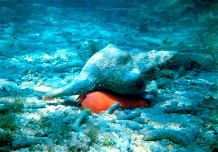 The Florida horse conch (Pleuroploca gigantea) is the Florida state shell. It usually lives in the seagrass beds and around the patch reefs inshore of the main reef. photo