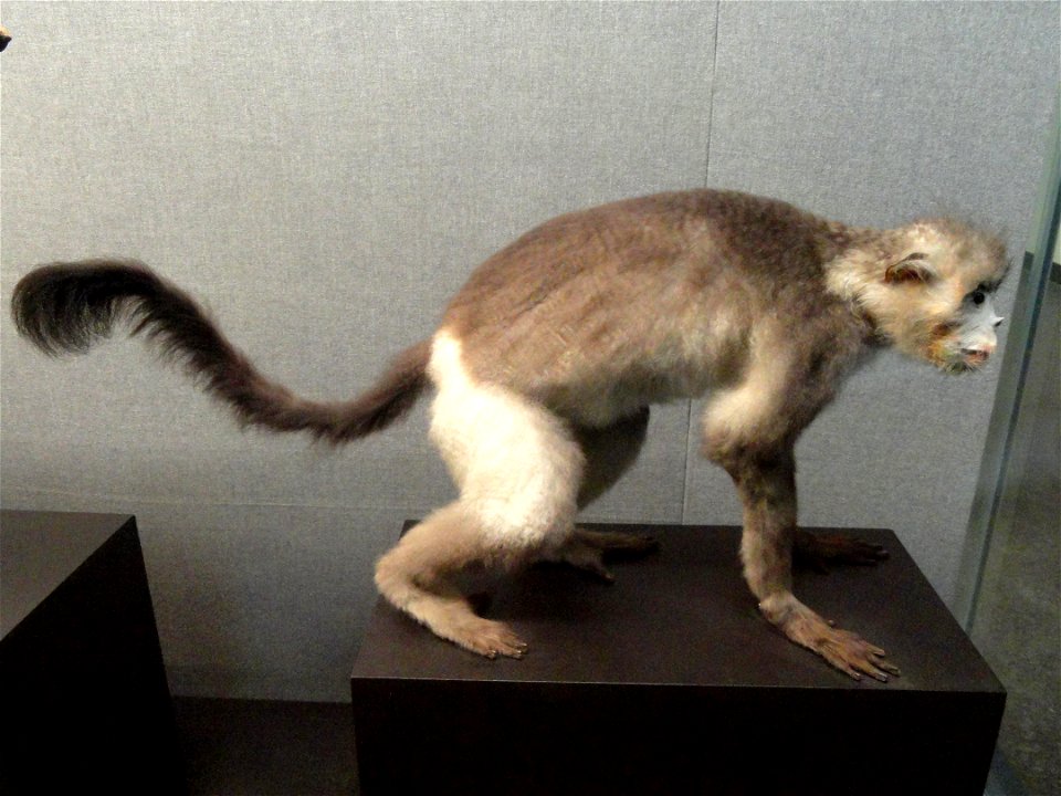 Taxidermy exhibit in the Kunming Natural History Museum of Zoology (昆明动物博物馆), Kunming, Yunnan, China.