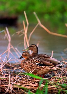 Hawaiian Duck - Koloa