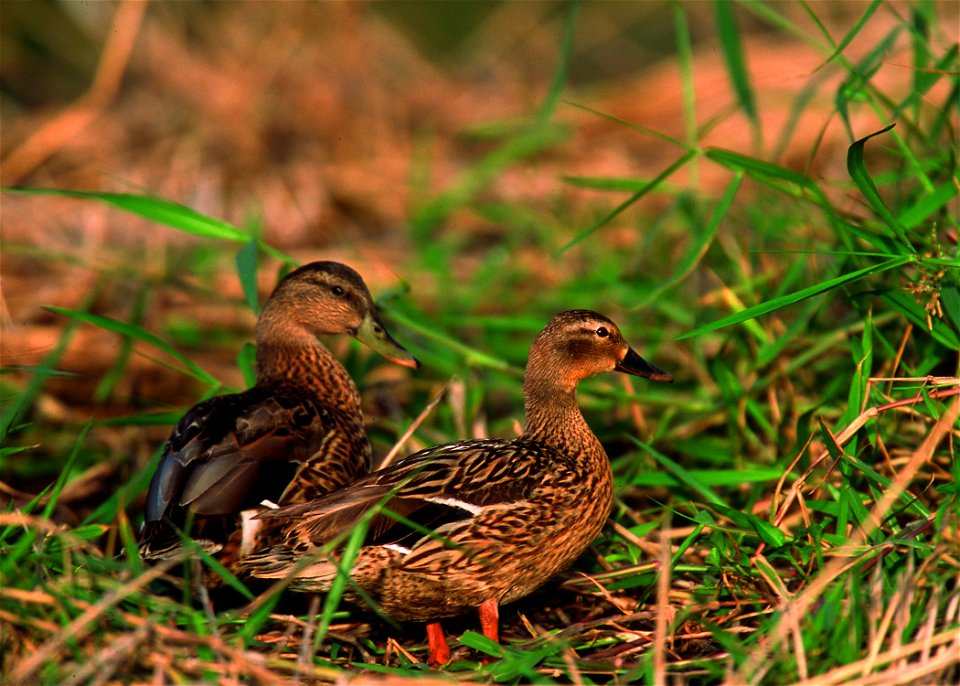 Hawaiian Duck - Koloa.