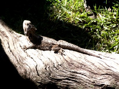 Pogona barbata Australia zoo 2006