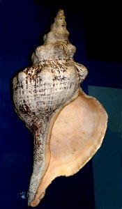 Sea gastropoda (Fasciolaria gigantea) from National Museum, Prague, Czech Republic