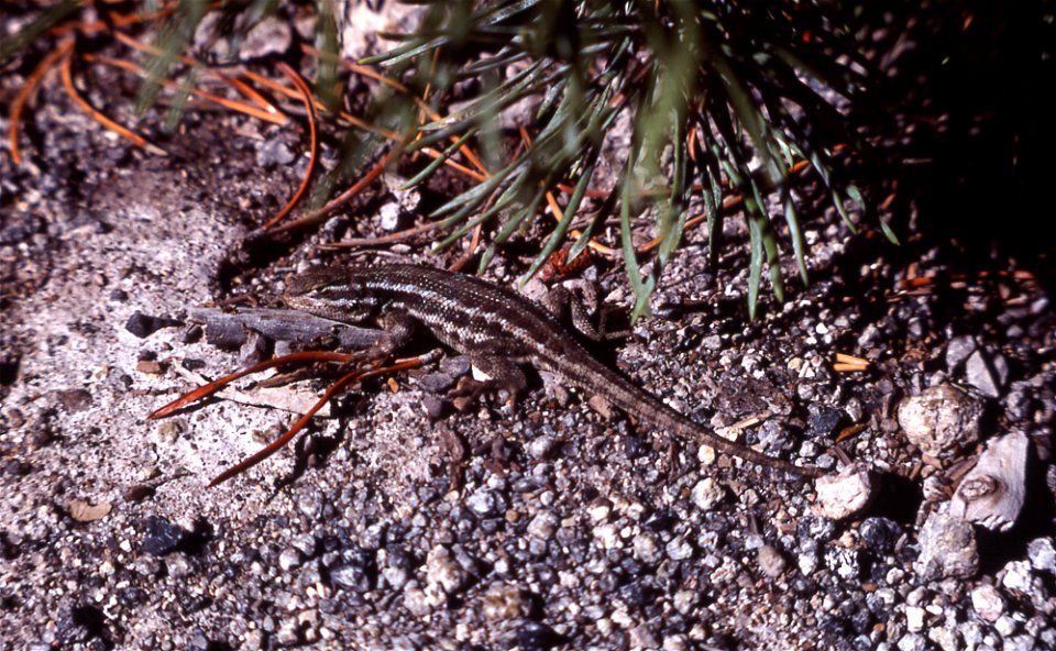 Sagebrush Lizard, Sceloporus graciosus graciosus, Yellowstone National Park