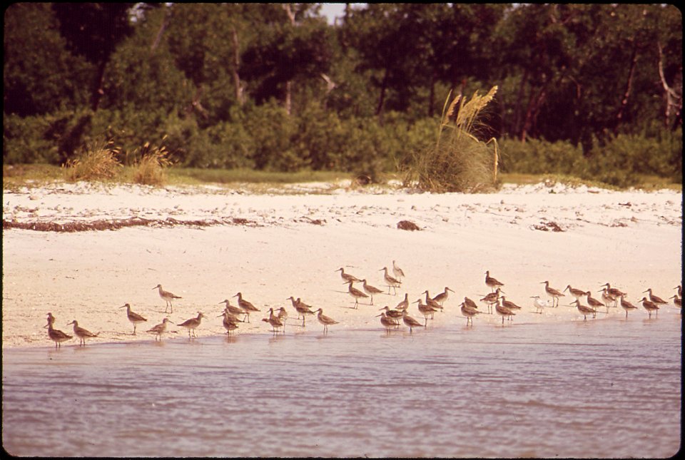 SHORE BIRDS ON PAVILLON KEY AT 10,000 ISLANDS