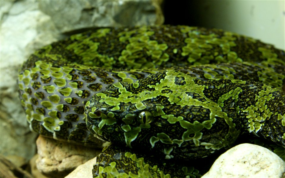 Mountain Mang Pitviper (Trimeresurus mangshanensis)