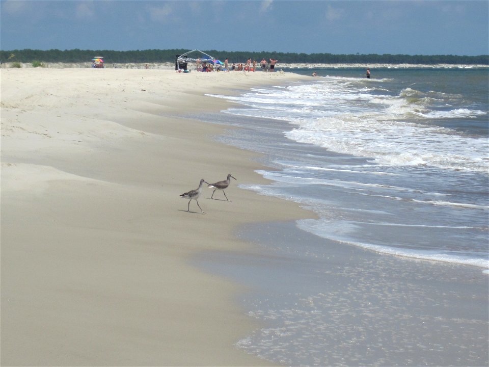 July 25, 2010, Indian Pass, Florida- Willets are large shorebirds that are common along the Florida panhandle. Credit: Nicole Rankin, USFWS. www.fws.gov/home/dhoilspill