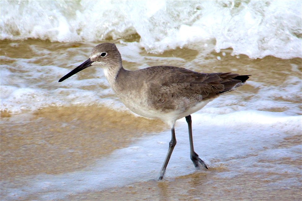 Willet (Tringa semipalmata) at Bon Secour National Wildlife Refuge. Credit: USFWS
