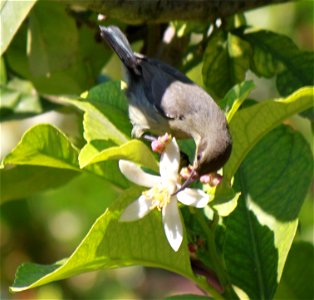 sunbird eat