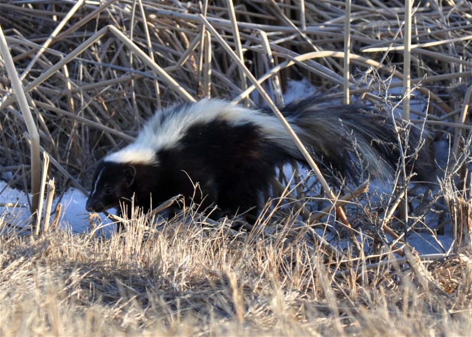 Category: Other Wildlife 

Photo Credit: V. Shearer
