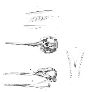 English: « Delphinus blainvillei » = Pontoporia blainvillei (La Plata dolphin) - skullFrançais : « Delphinus blainvillei » = Pontoporia blainvillei (Daup photo