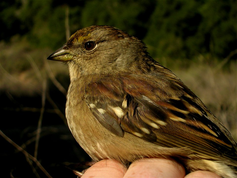 Scientific name: Zonotrichia atricapilla
