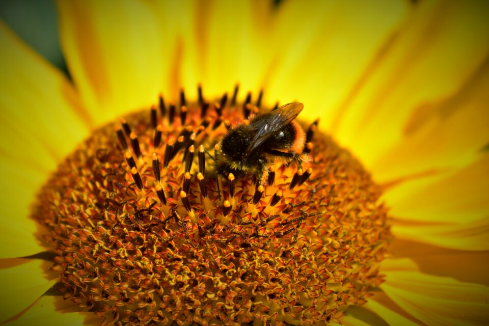 Bee dusting nature