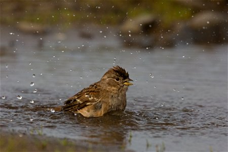 Golden-crowned Sparrow You are free to use this image with the following photo credit: Peter Pearsall/USFWS photo