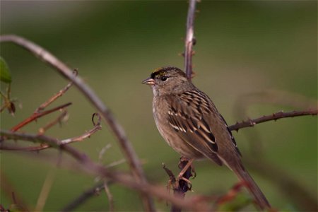 Golden-crowned Sparrow

You are free to use this image with the following photo credit: Peter Pearsall/U.S. Fish and Wildlife Service