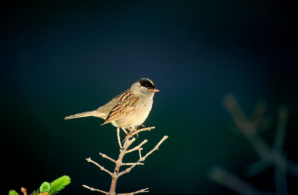 Golden-crowned Sparrow (Zonotrichia atricapilla. Please be aware this is a New World sparrow, not a New World warbler!)