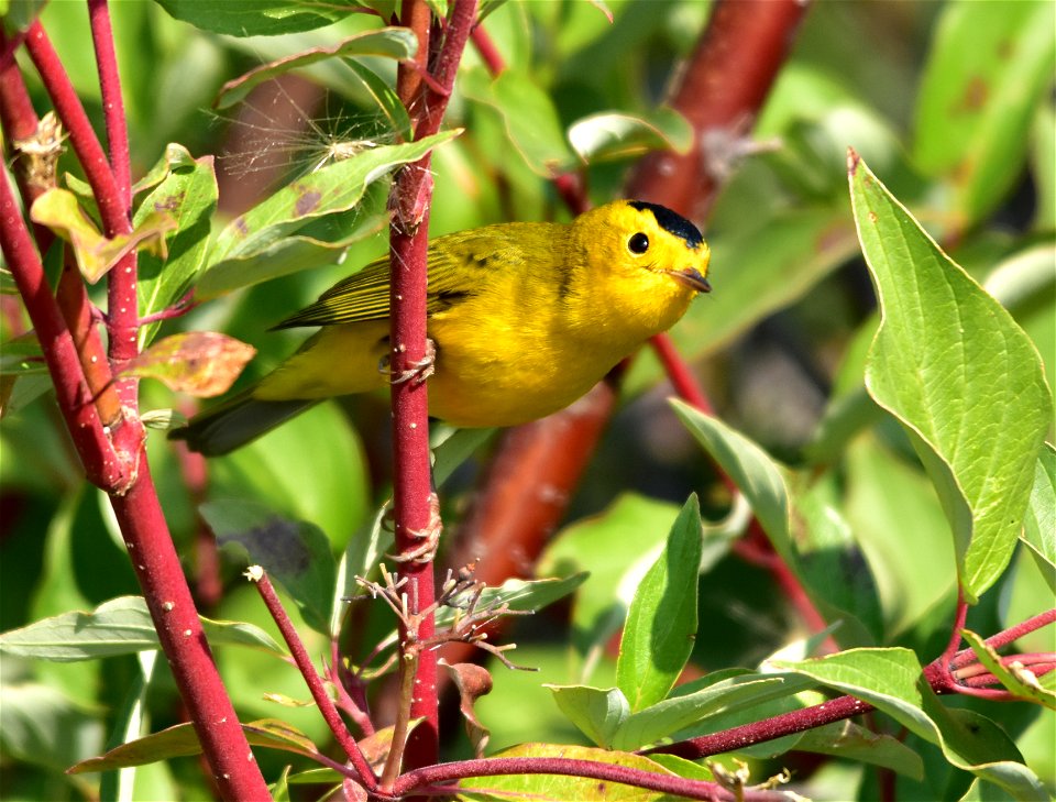 Photo: Tom Koerner/USFWS