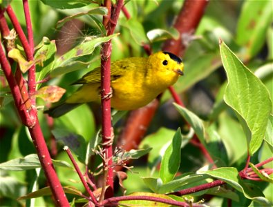 Photo: Tom Koerner/USFWS