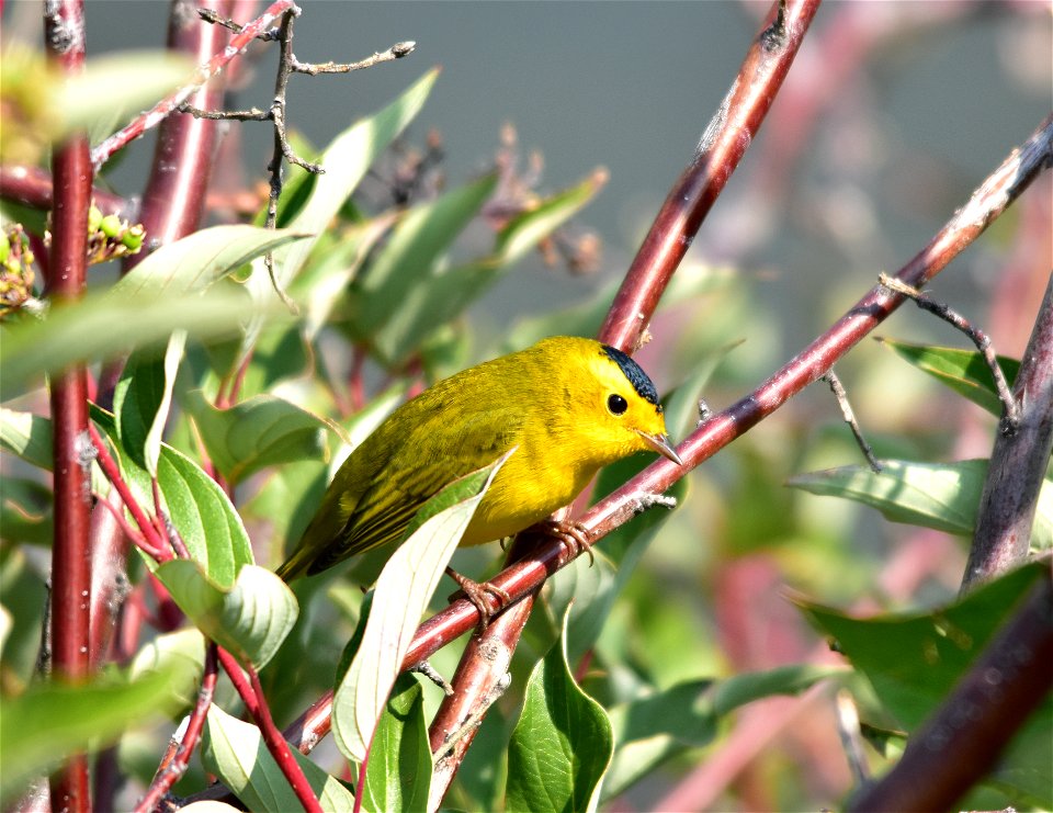 Photo: Tom Koerner/USFWS