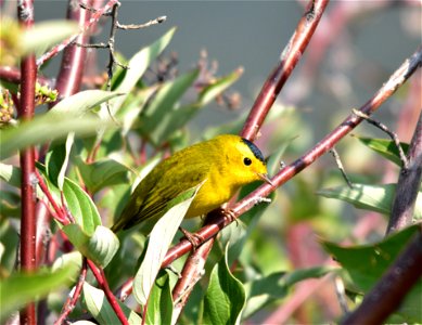 Photo: Tom Koerner/USFWS