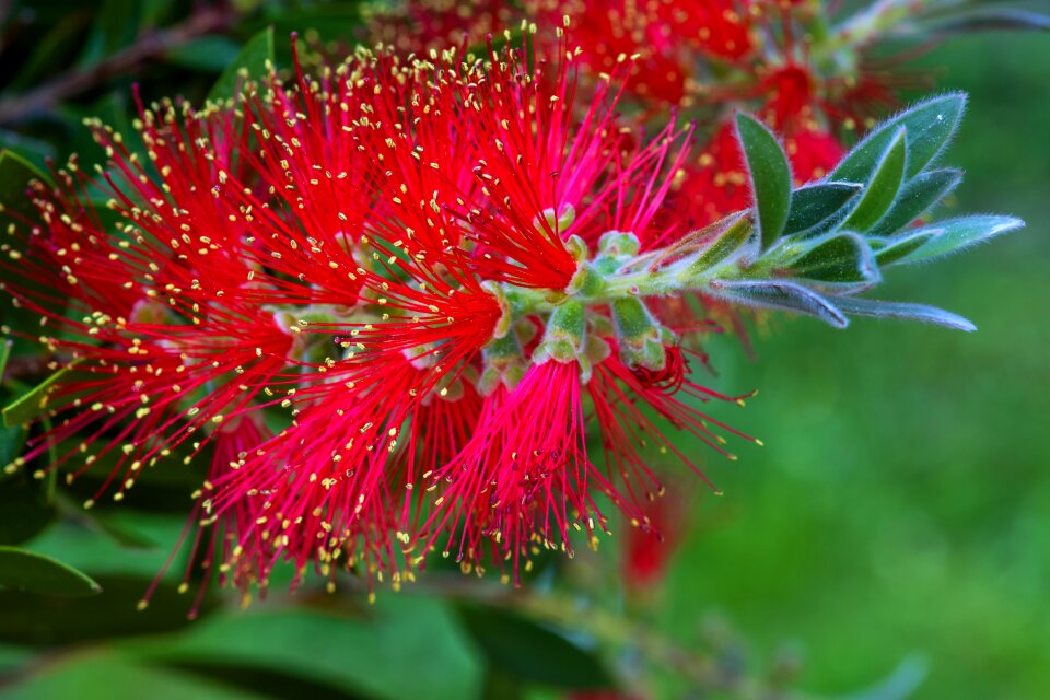 Bush blossom bloom