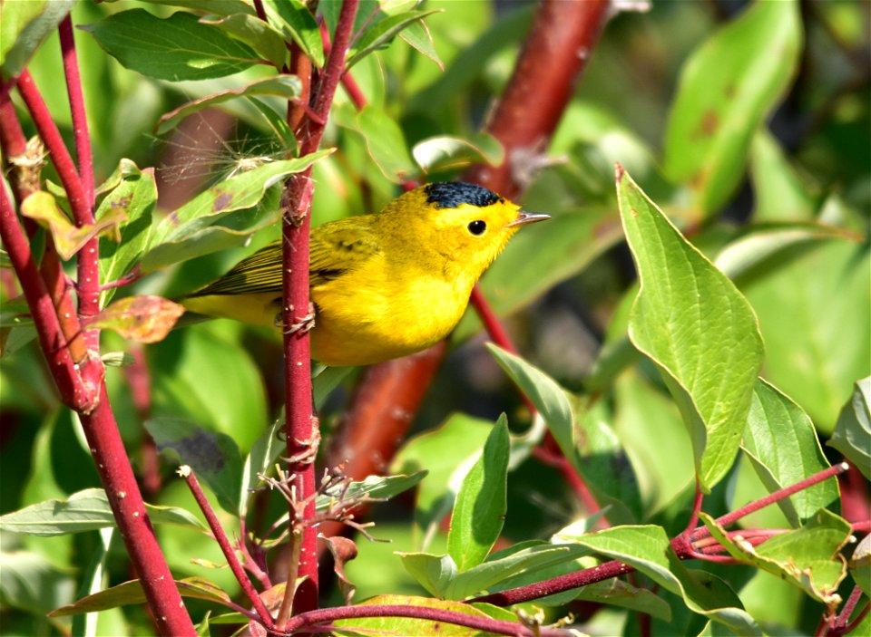 Photo:  Tom Koerner/USFWS