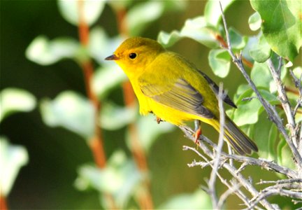 The riparian habitat on Seeskadee NWR provides spring and fall migratory habitat for many species of warblers.  Fall migration for warblers begins in mid August and continues through September.  Thous