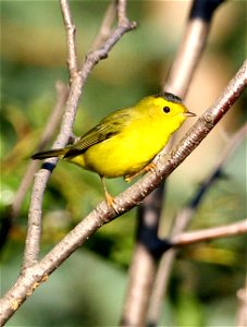 Wilson's Warbler (Wilsonia pusilla)