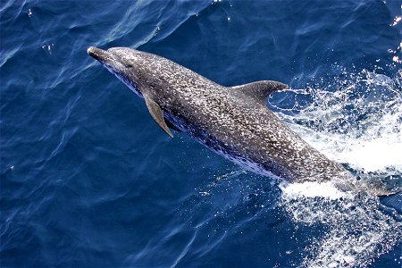 Atlantic spotted dolphin (Stenella frontalis) The original NOAA image has been modified by adjusting tone and brightness. photo
