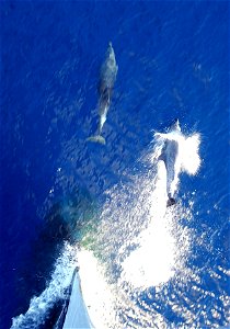 At sea aboard USS Mount Whitney (LCC/JCC 20) Dec. 9, 2002 -- Two dolphins swim at the bow of the amphibious command ship, "guiding" the way to northeast Africa, where Combined Joint Task Force-Horn of photo